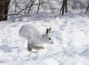 Maine Guide Outfitter Half And Full Day Rabbit HuntingTrip | Maine Guided Hunting Trips hunting Small game hunting