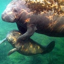 World-Class Manatee Tour | Homosassa Adventure