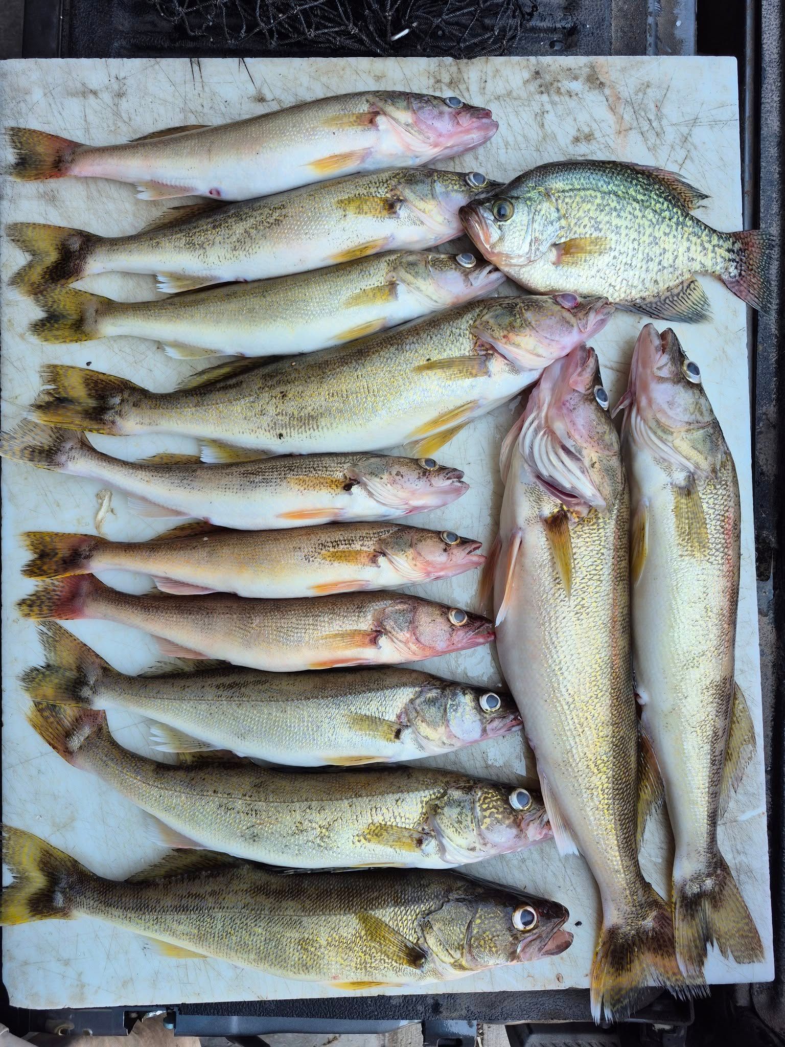 Lake Winnebago Walleye Charter Angling Only