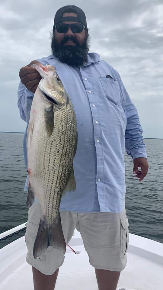 Photograph of a Wiper (Hybrid striped bass) fish caught while fishing