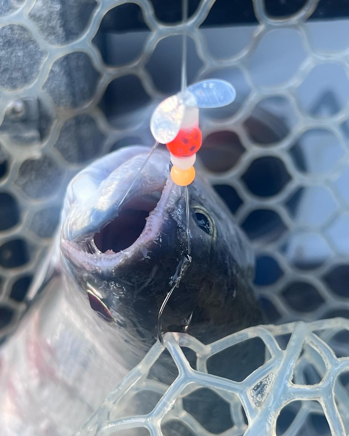 Gold Beach Rockfish Lingcod Inshore Jacob Frye