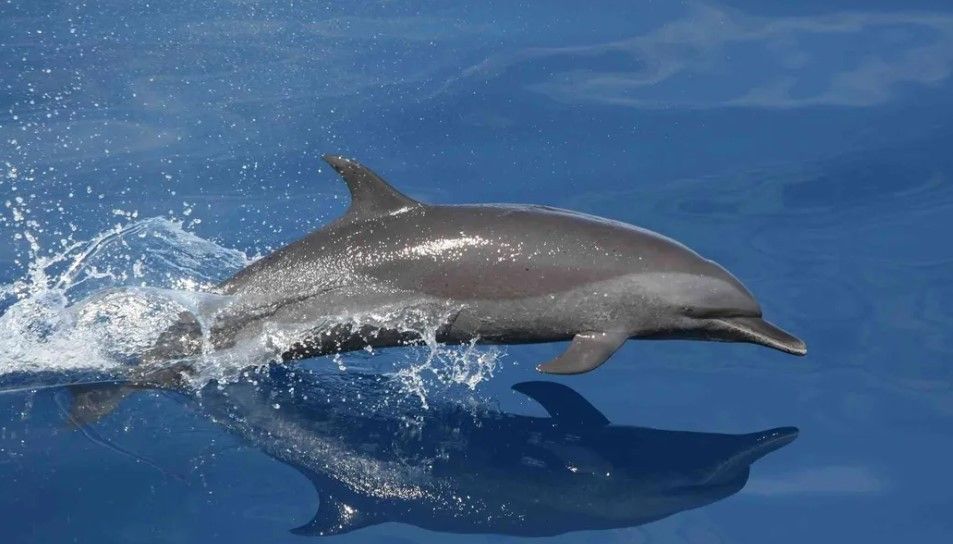 Hard Corps Fishing Charters Dolphin Cruise - South Carolina fishing Inshore
