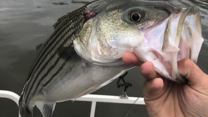 Bob's Guide Service Encore Striper Fishing Santee Cooper fishing Lake