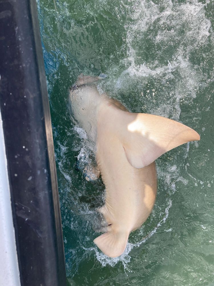 Shark in Florida