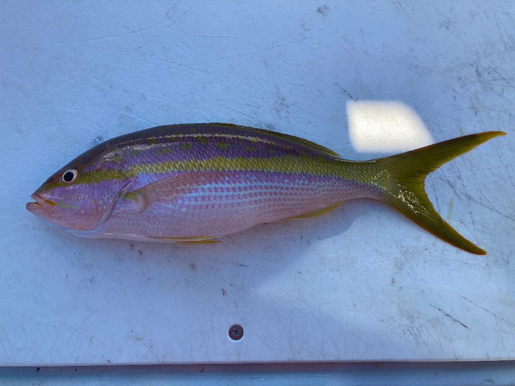 Yellowtail Snapper in Florida