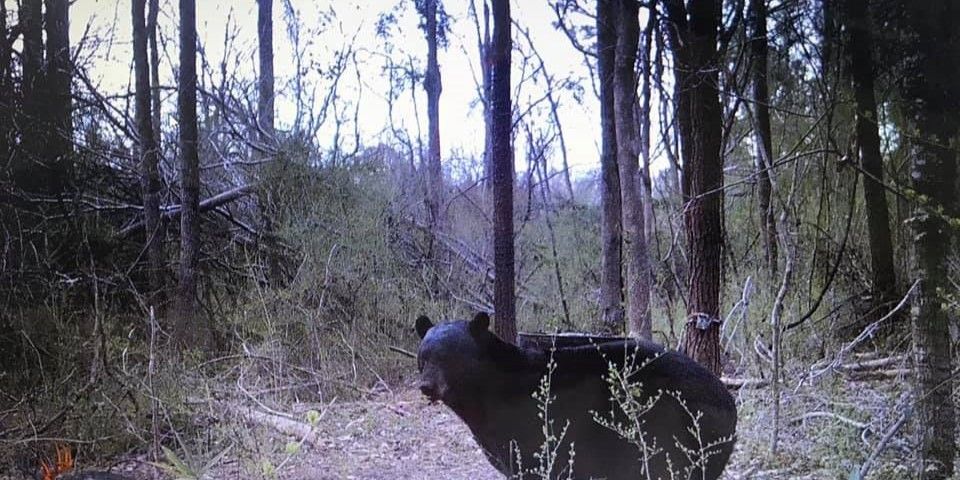 Premium NC Bear Hunts | Eastern Primal Outfitters