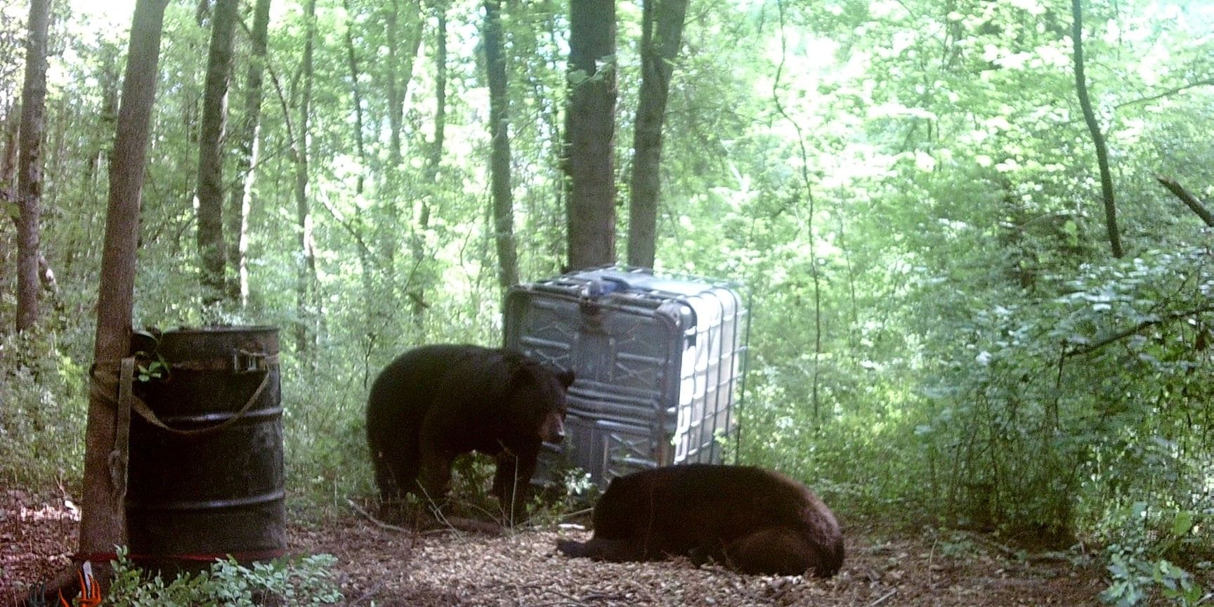 Family Bear Hunts in NC | Eastern Primal Outfitters