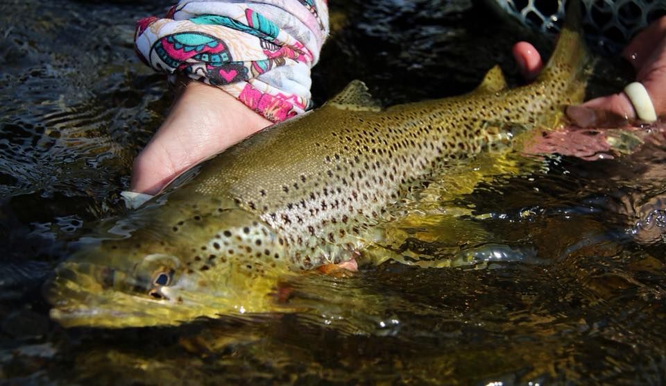 Fishtales Outfitting Fly Fishing Adventure in Montana | 8 Hour Private Trip In Beaverhead River fishing River