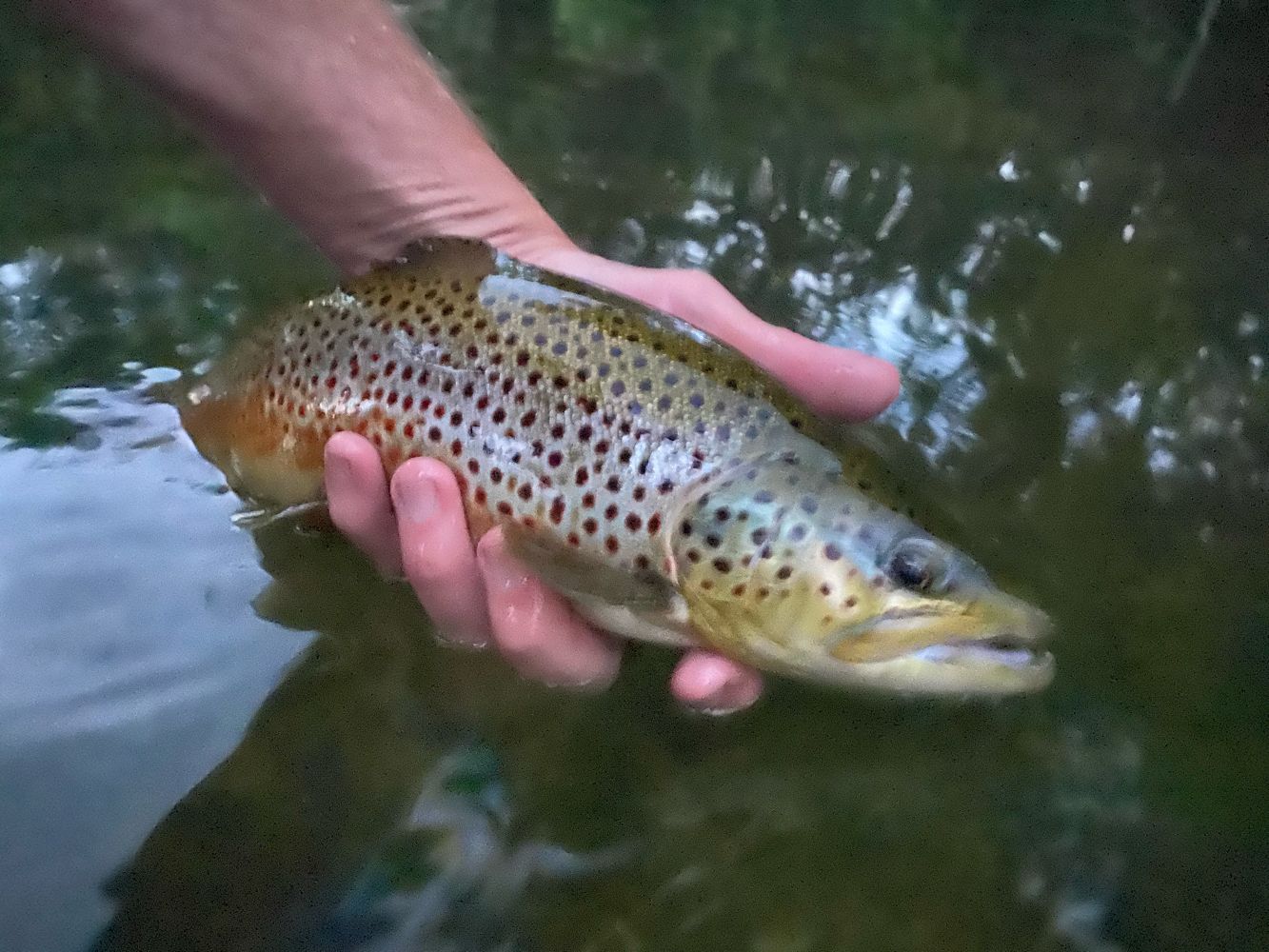 Vermont Brown Trout in Battenkill River