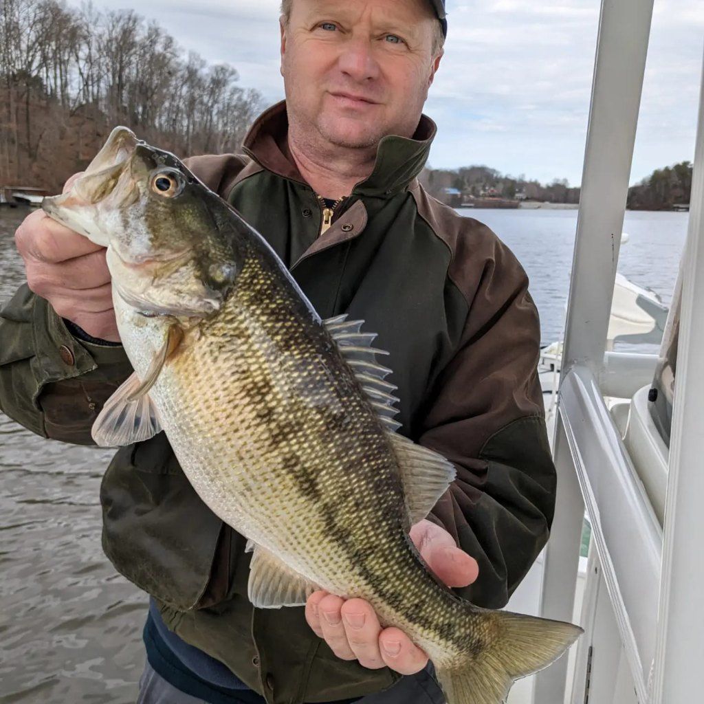Largemouth Bass fish in the chattahoochee river