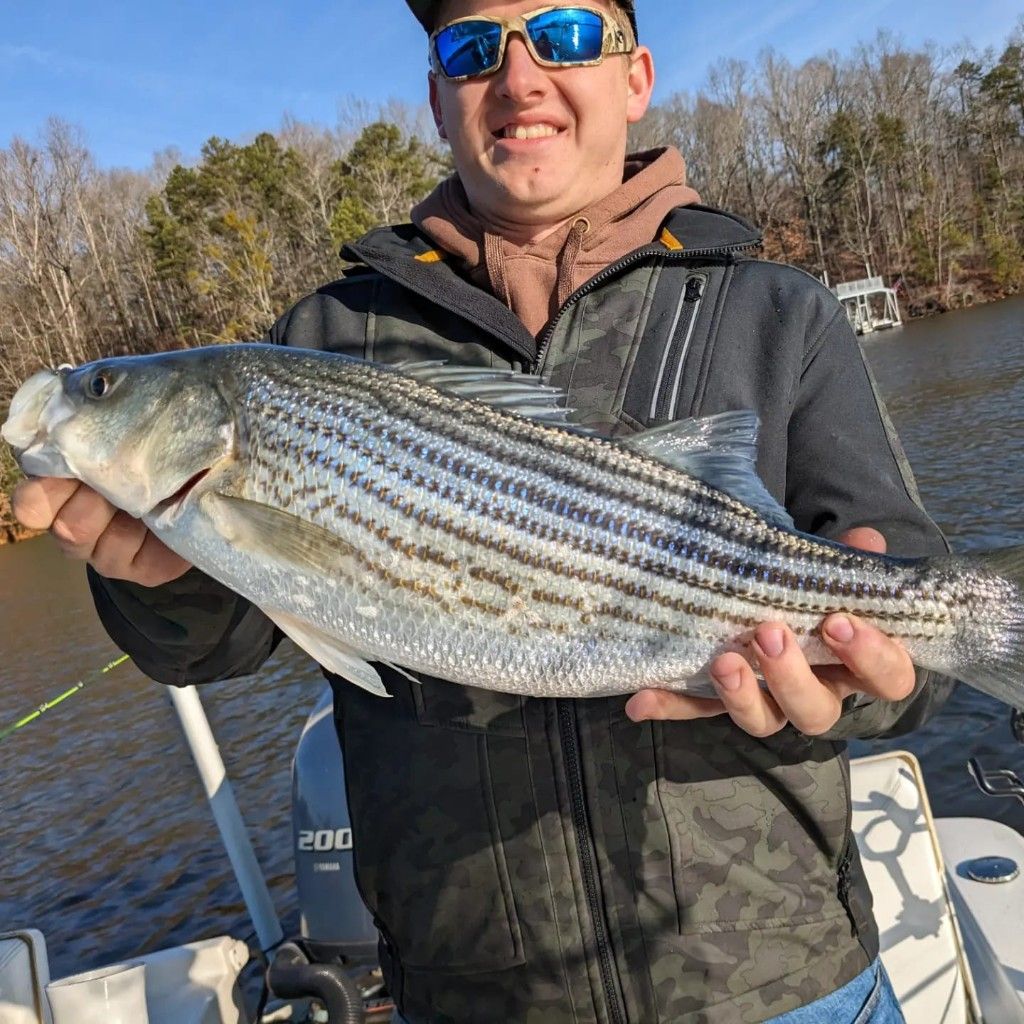 lake lanier fishing guide, Striped Bass 