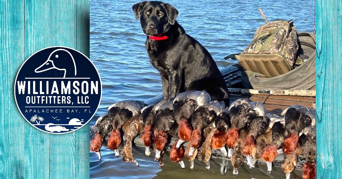 Williamson Outfitters Coastal Duck Hunting in Apalachee Bay, FL (morning) hunting Hunting from Blinds