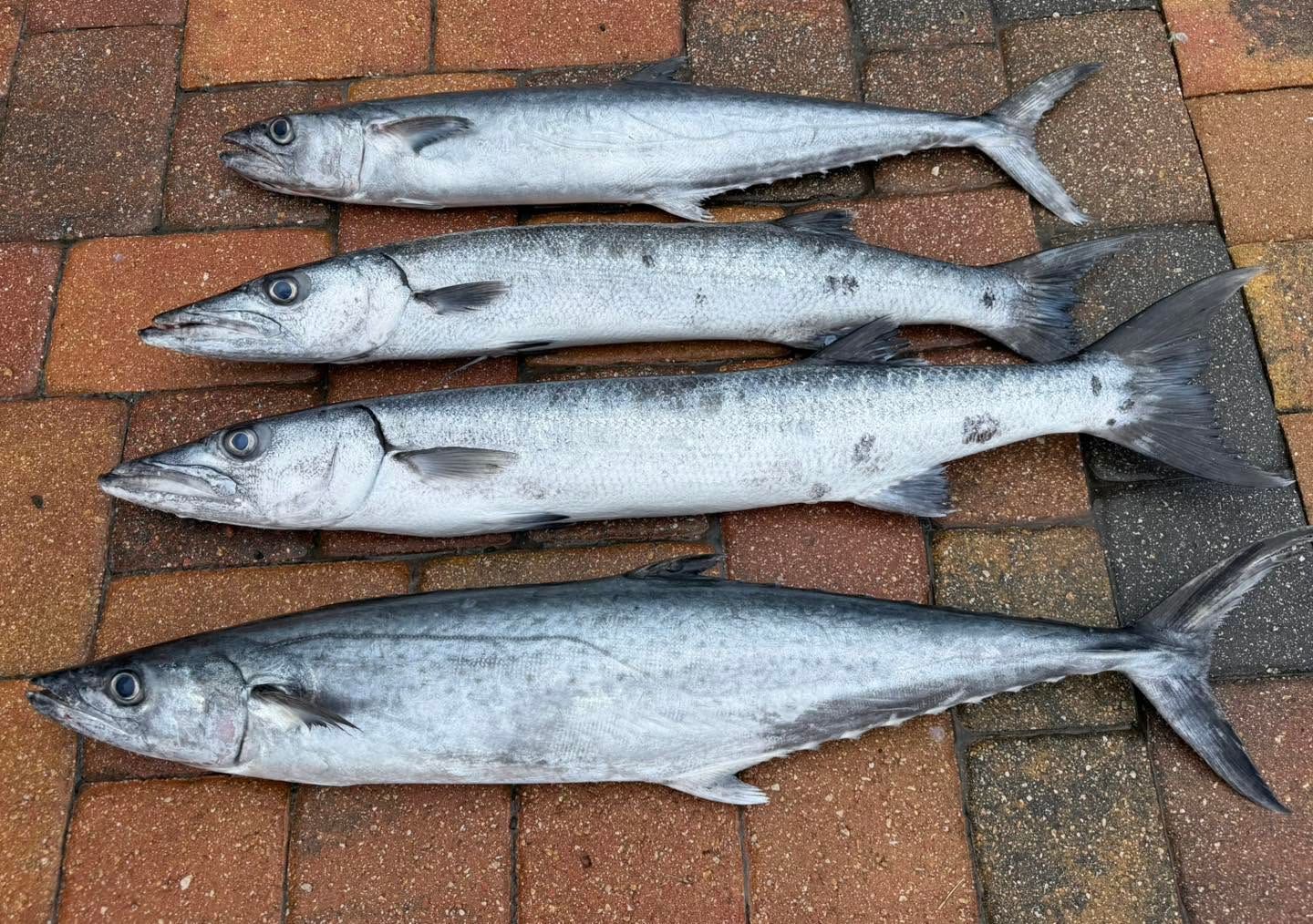 Blue-Water Pelagic Adventure Off Daytona Beach