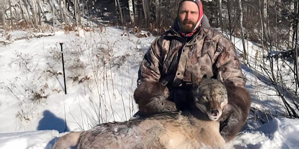 Saul Outfitters Wolf Hunting In Ontario | 6 Day Hunting Trip  hunting Active hunting