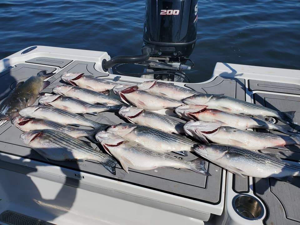 South Carolina Striped Bass Fishing
