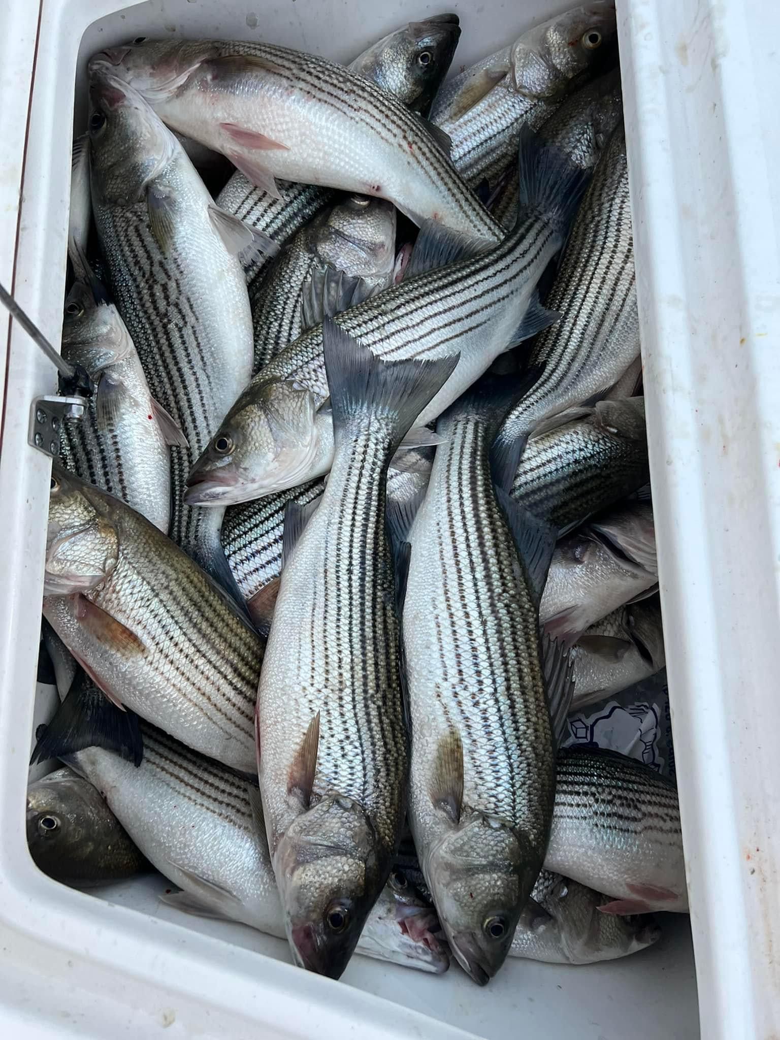 Fish-Species