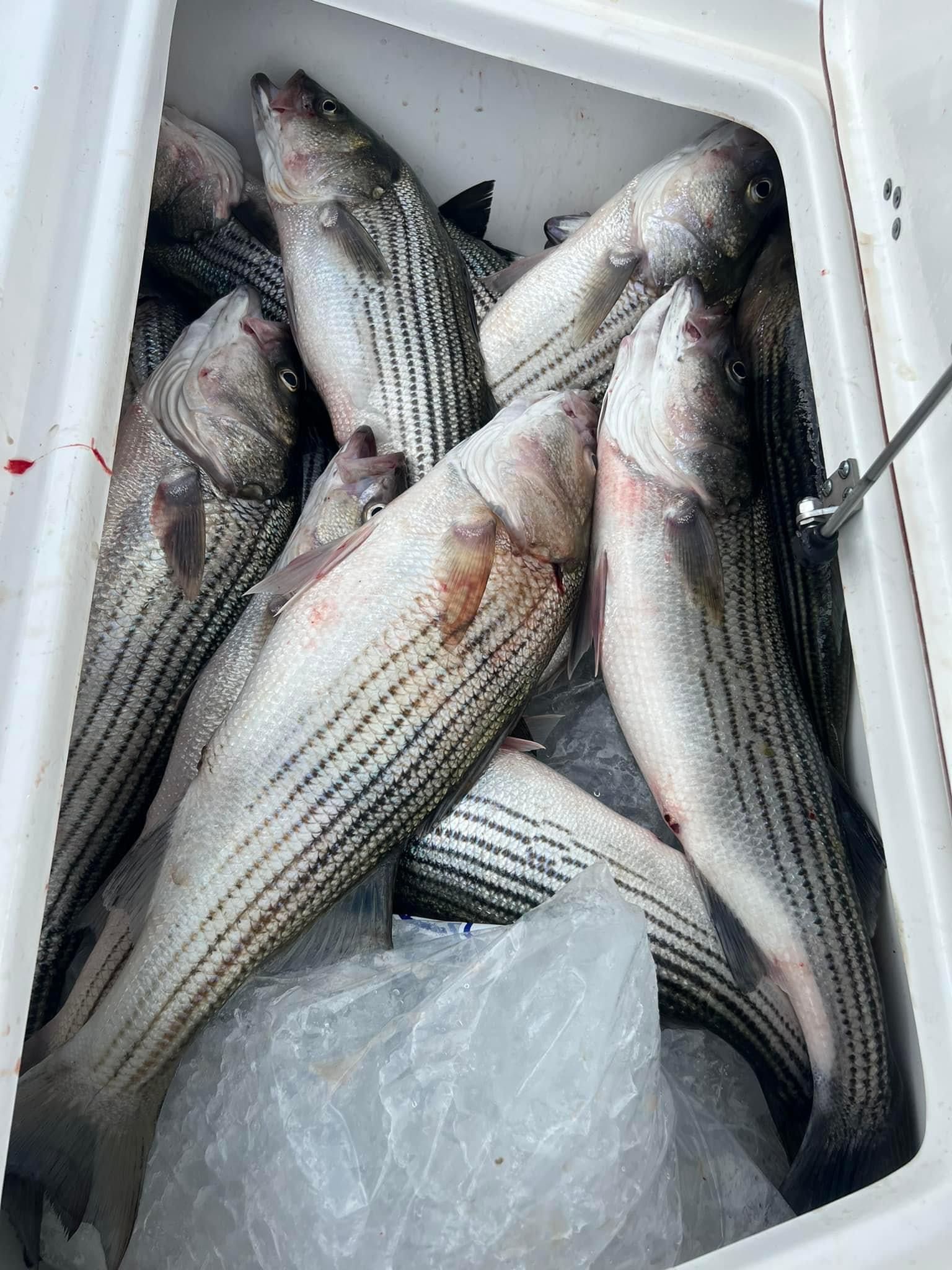 Fish-Species