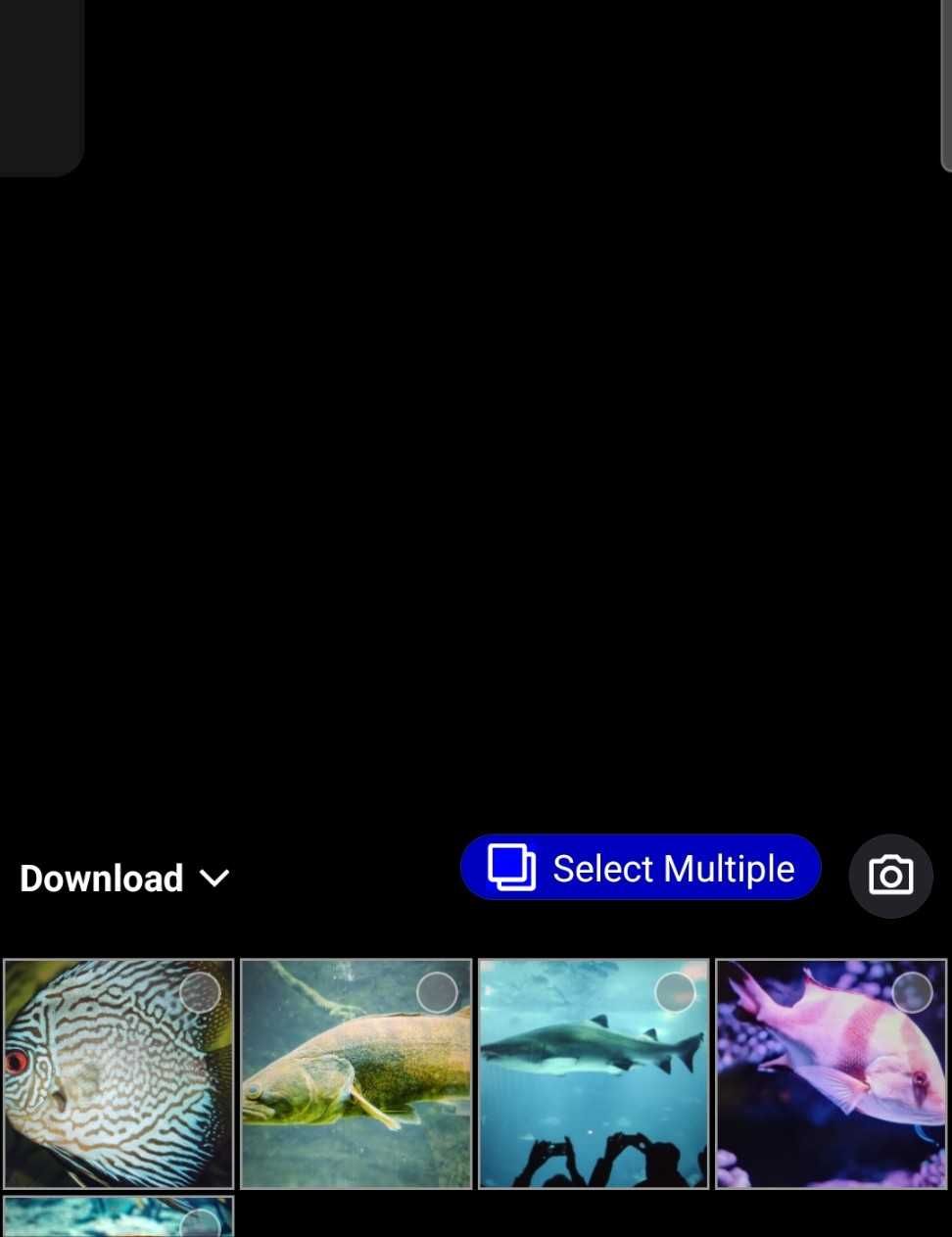 ABC fishing chatters - Test Account
