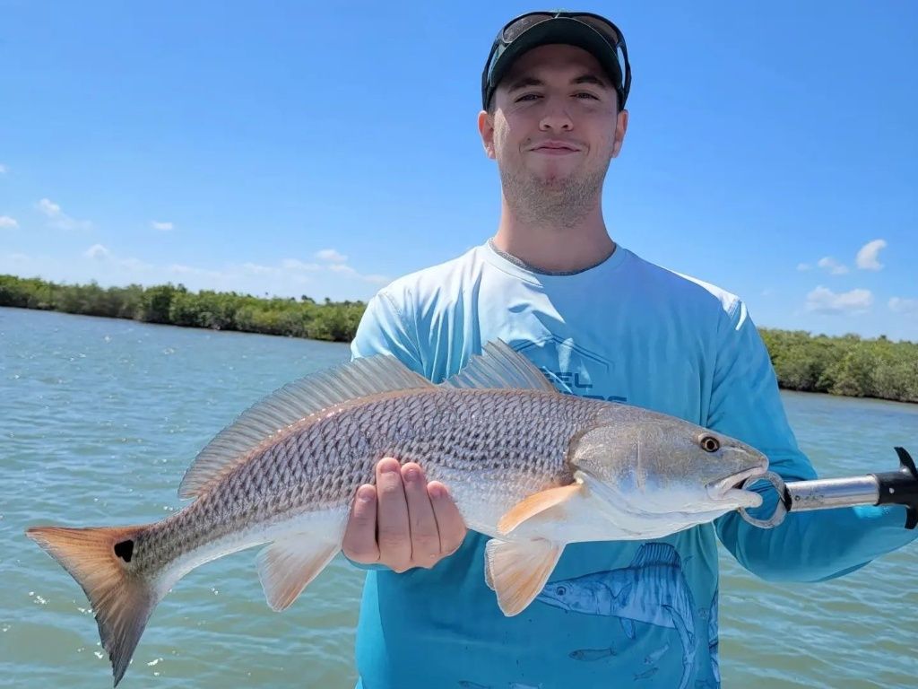 Redfish in Mosquito Lagoon, New Smyrna Beach, FL