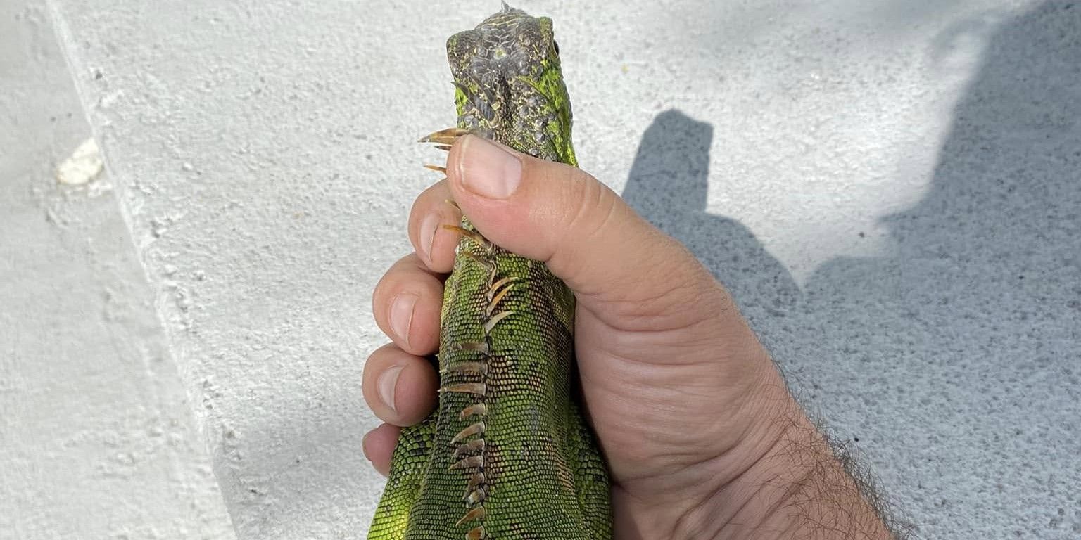 World-Class Iguana Hunting with Swampdog Tours