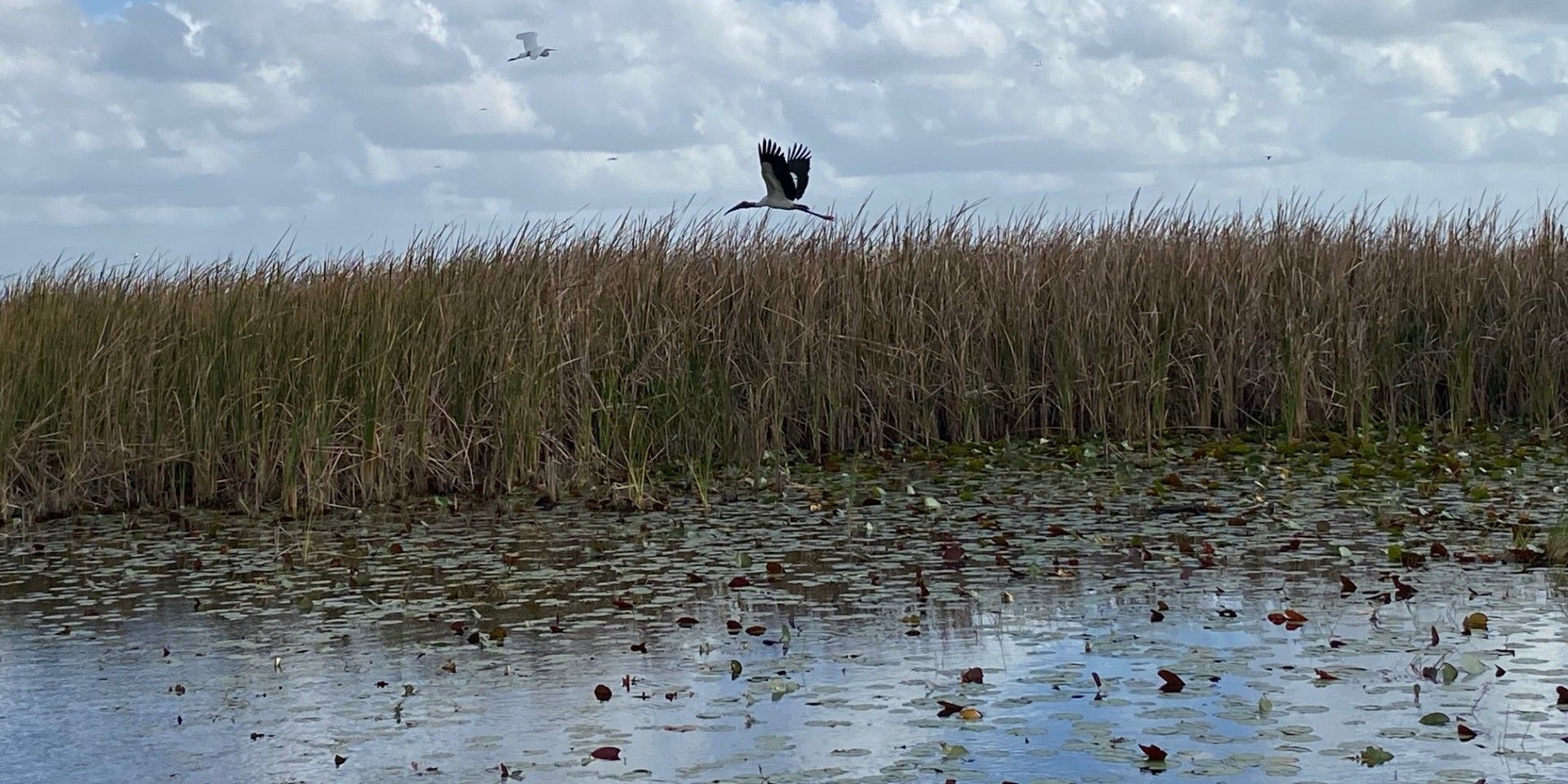 Swampdog Tours  Everglades Fishing Trips | Sand Bar Excursions at Whiskey Creek fishing Inshore