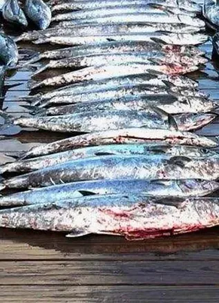 Four Seasons Guide Service New Bern, NC King Mackerel & False Albacore Fishing fishing Offshore