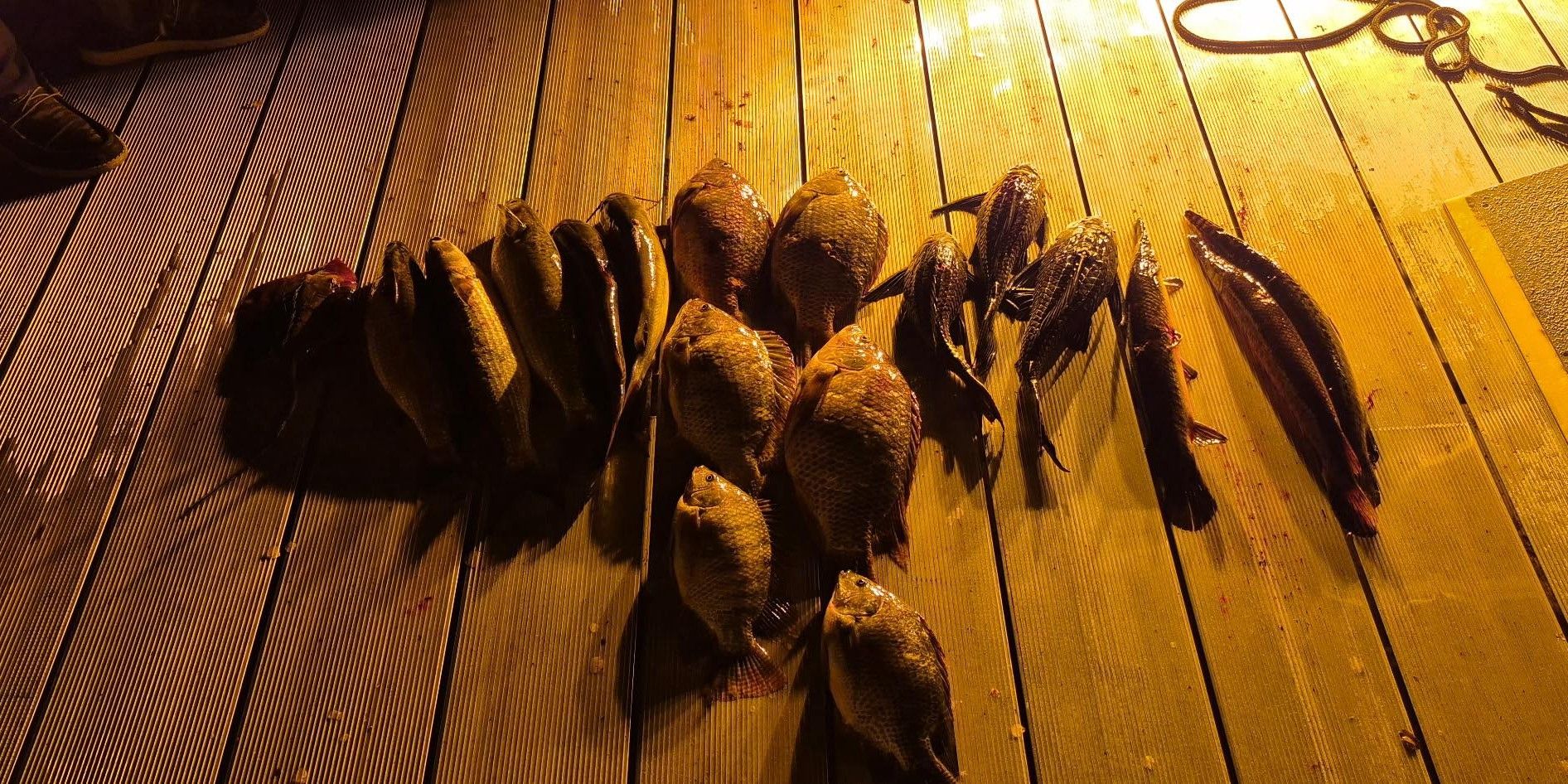 Expert-Guided Night Bowfishing in Astor, FL