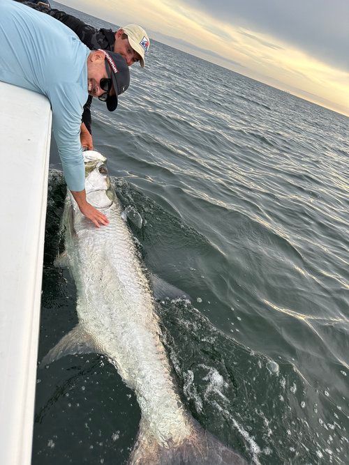 Tradewinds Fishing Charter Tampa Fishing Charters | Specialty Trips For Shark And Tarpon fishing Inshore