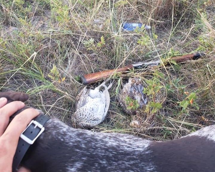 Nebraska Pheasant & Quail Hunt | S.S. Fins & Feathers