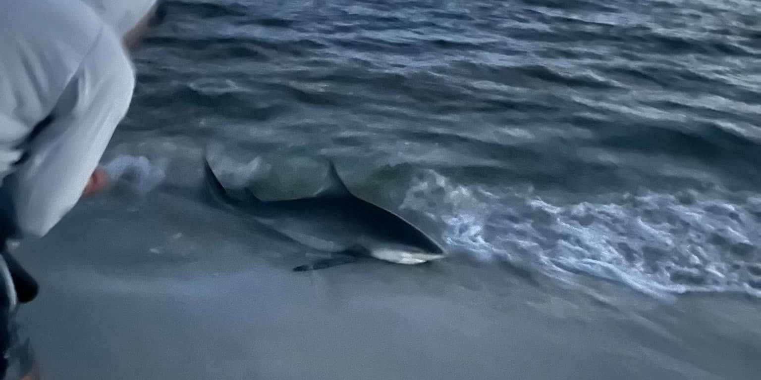 Top-Rated Shark Fishing in Panacea, FL