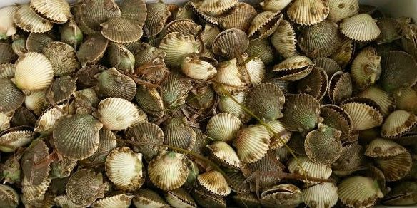 Florida Fish Invaders Florida Scallop Season | 8 Hour Scalloping Trip fishing Inshore