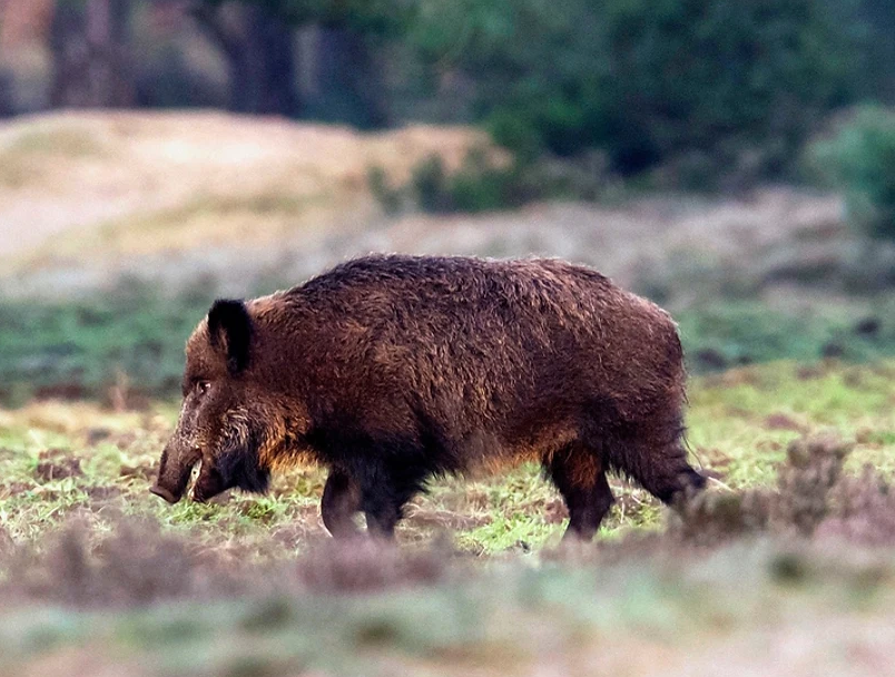 Texoma Outfitters Hog Hunting in Texas hunting Wild boar hunting