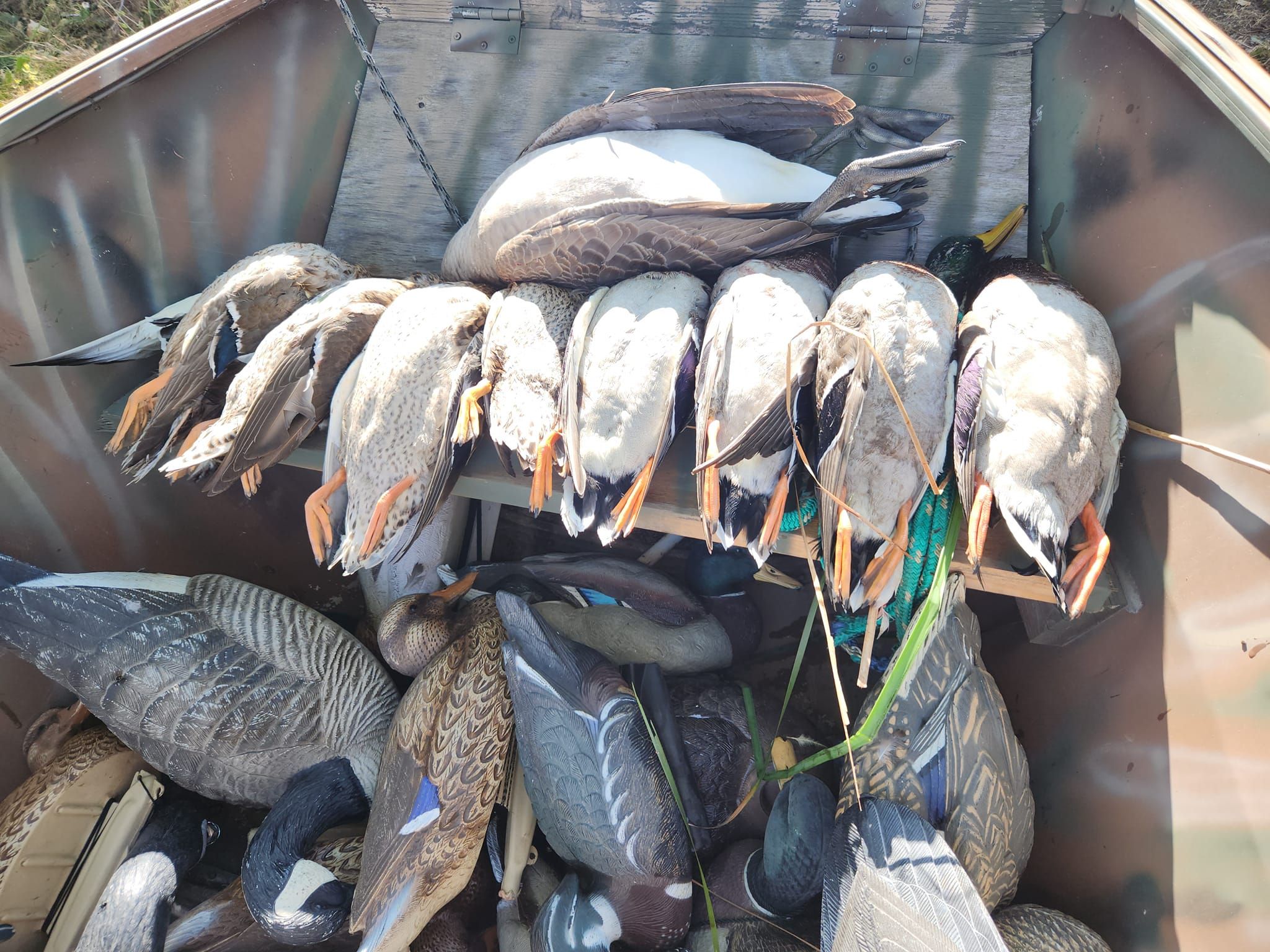 Top-Rated Ontario Duck Hunting | Norton Outdoor