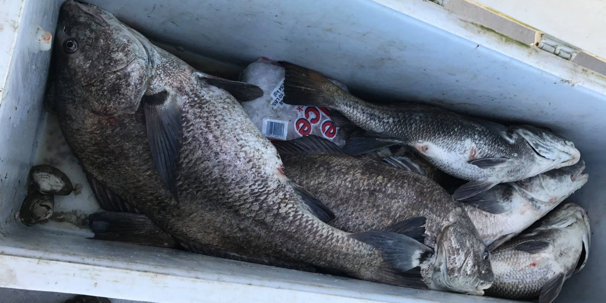 Delaware Bay Black Drum Fishing | Prime Time II