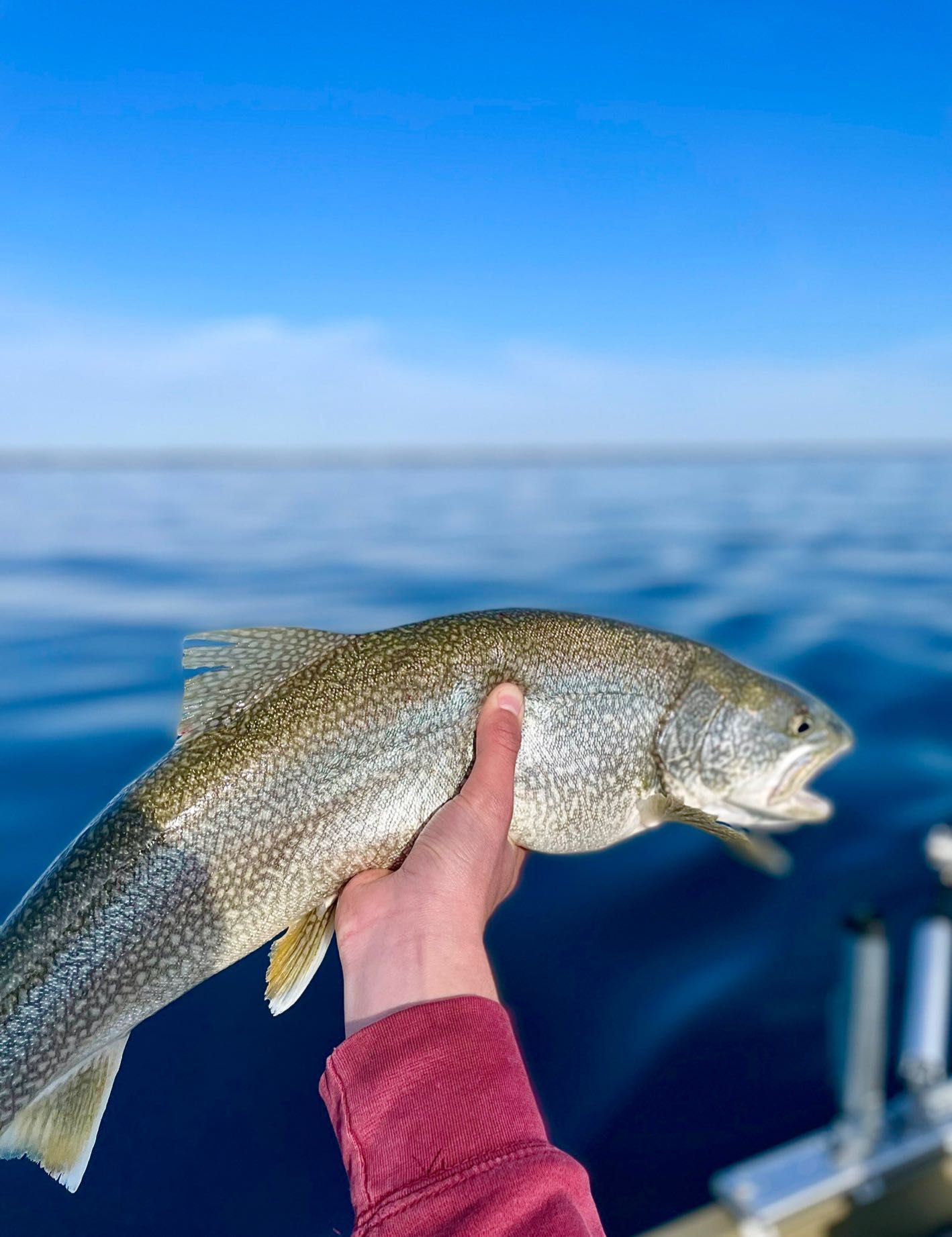 Lexington Michigan Lake Trout Fishing fishing report coverpicture