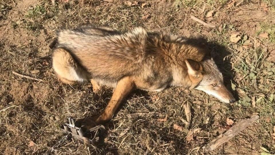 Premier Ashland Maine Trapping with Black Stream