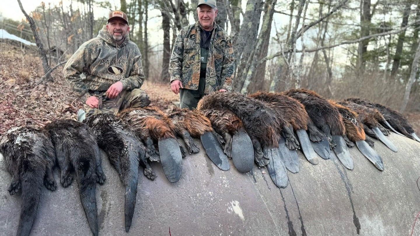 Expert-Guided Beaver Trapping in Bangor, Maine
