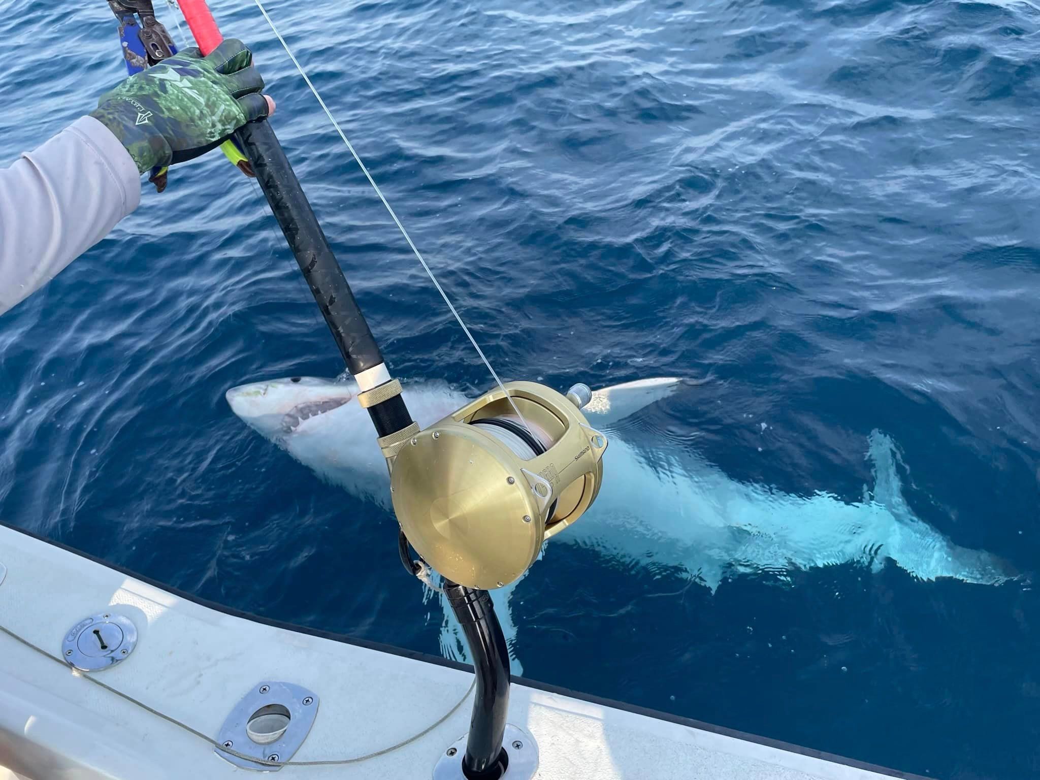 Good Hit Sportfishing Charter Fishing Fort Lauderdale | Private 4 Hour Shark Fishing Trip fishing Offshore