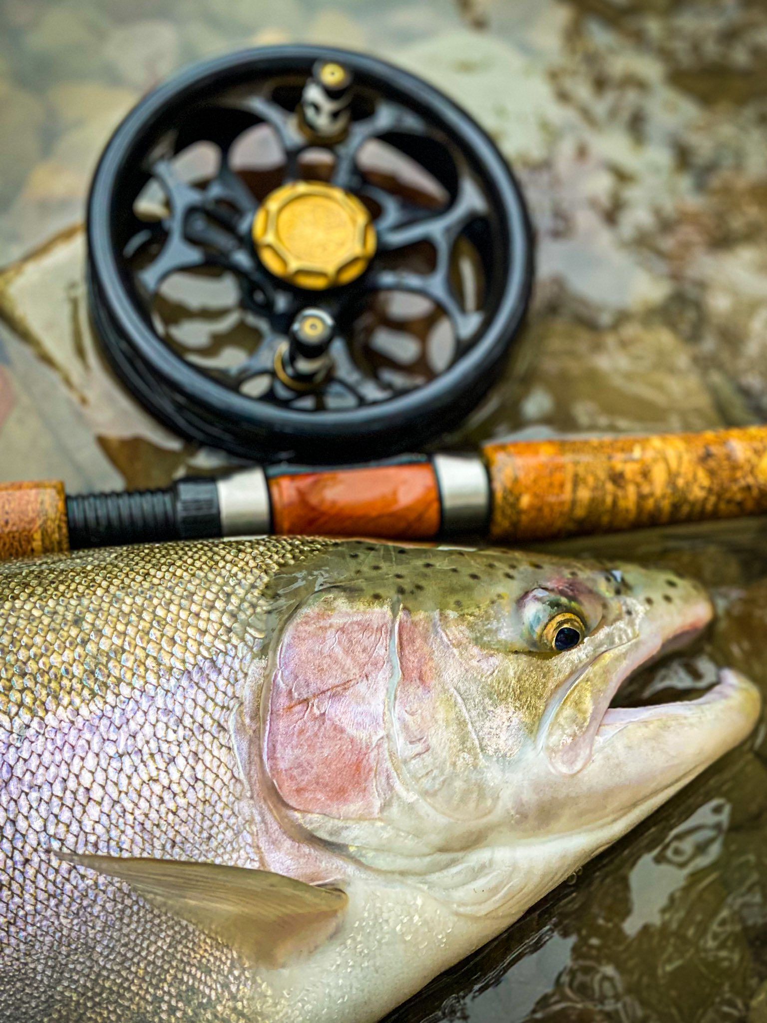 Premier Western NY Trout Fishing | Streamside