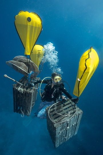 World Oceans Day Reef Cleanup Dive