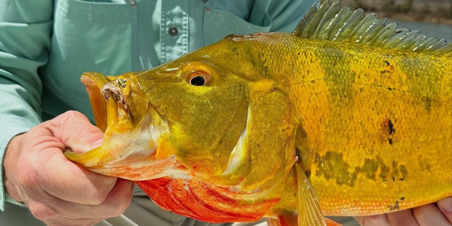 Top-Rated Lake Ida 6-Hour Bass Fishing Trip