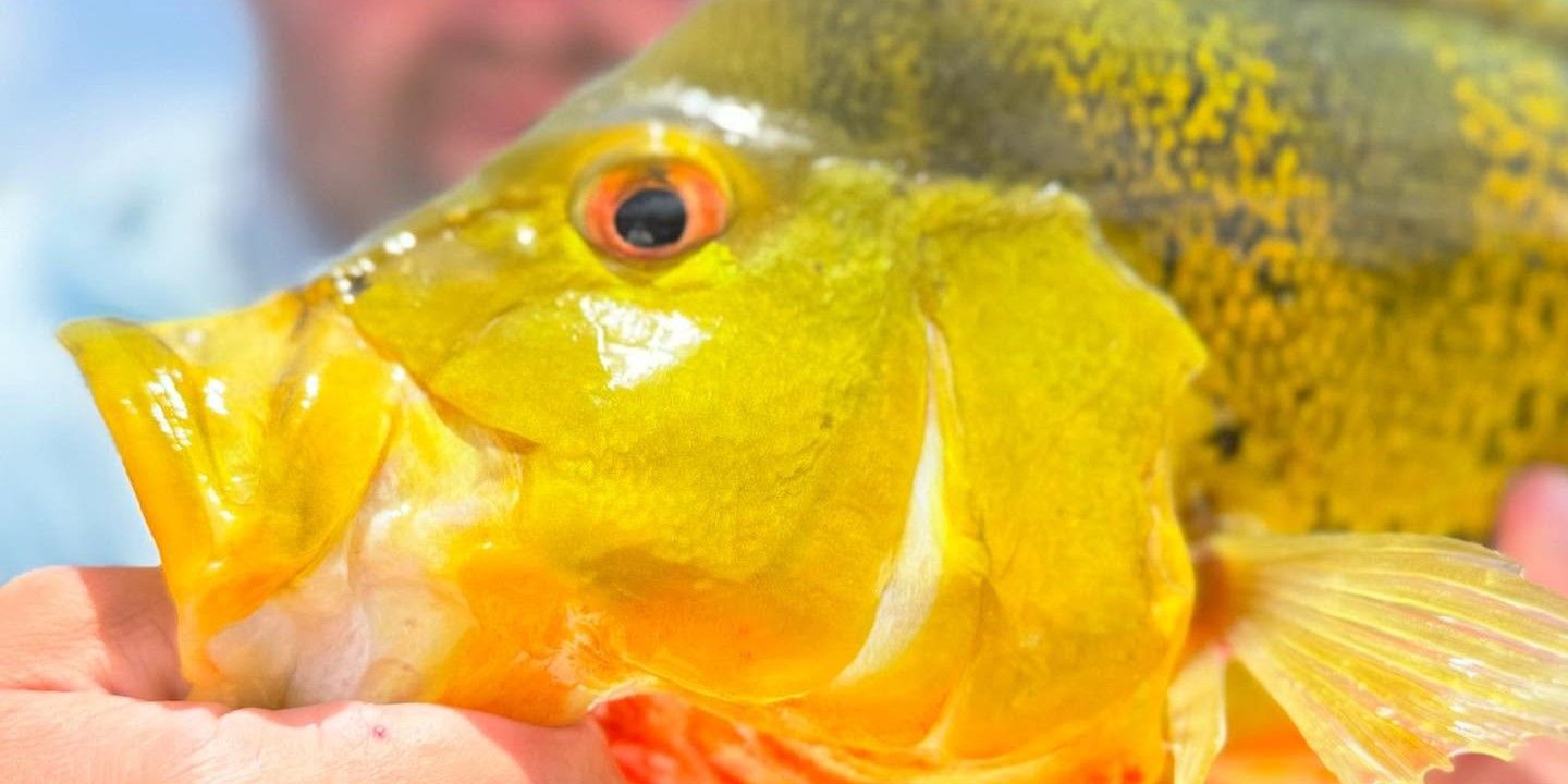 Expert 8-Hour Everglades Freshwater Fishing Trip