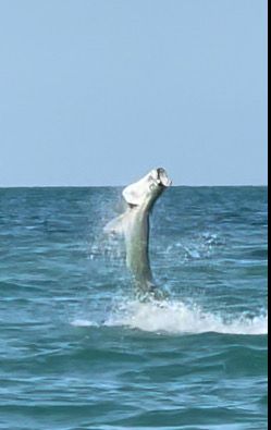 Recess Sport Fishing Jacksonville, FL 5 Hour  Tarpon and Shark Trip fishing Offshore