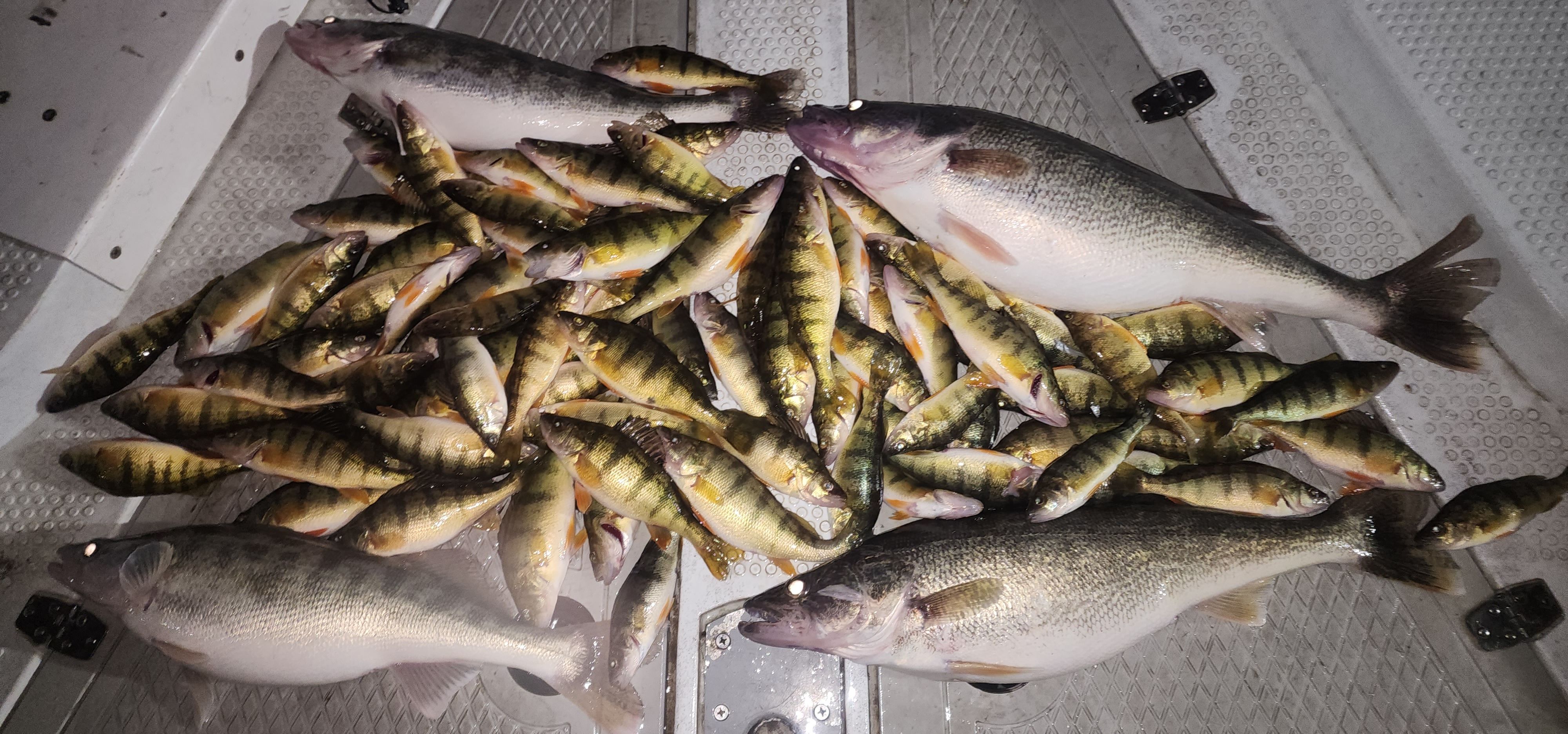 Savage Pursuit Guide Service PERCH CHARTER TRIPS | 4 To 10 Hour Charter Trip - Monroe fishing Lake