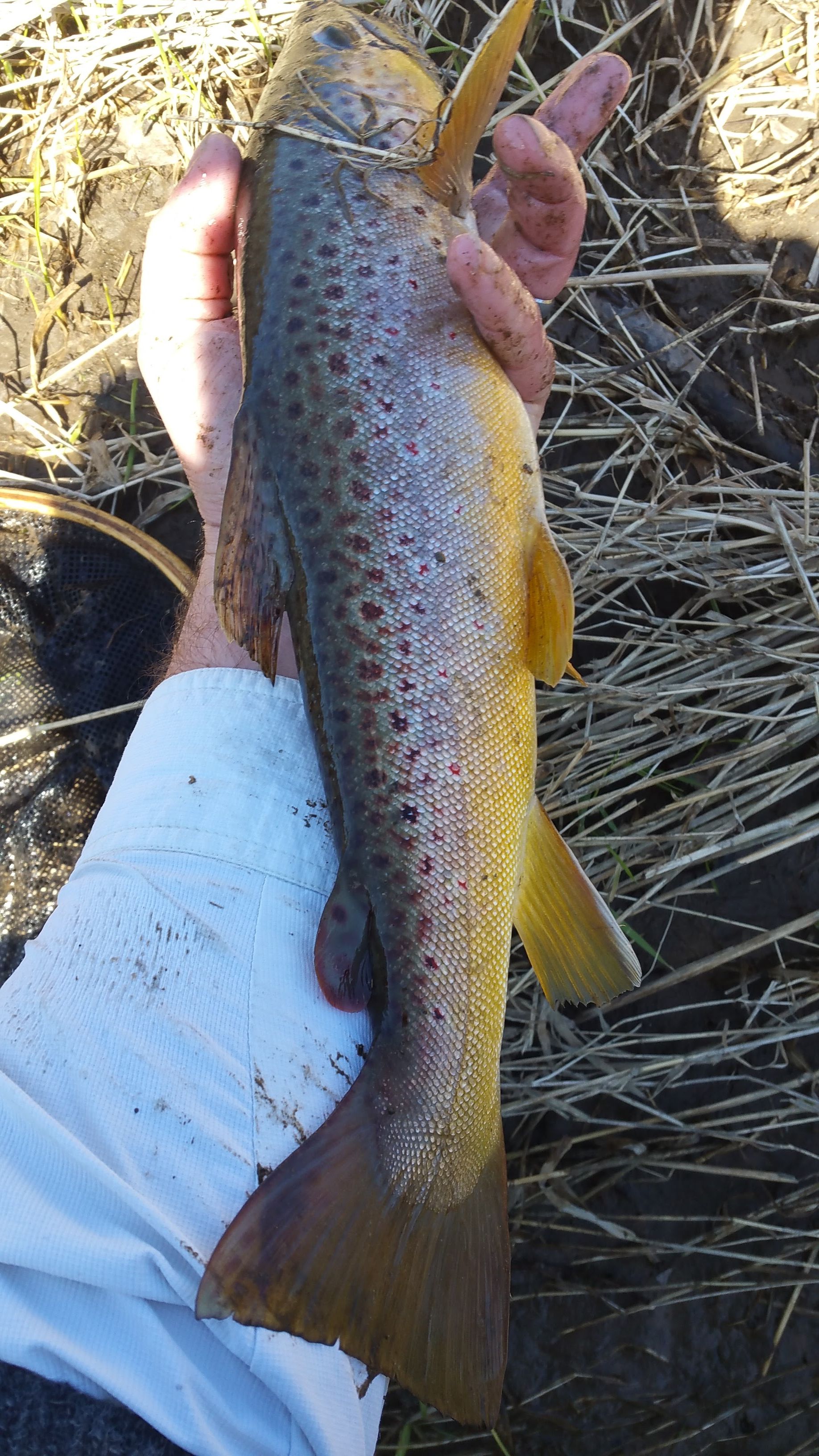 Chunky Western Wisconsin Brown Trout