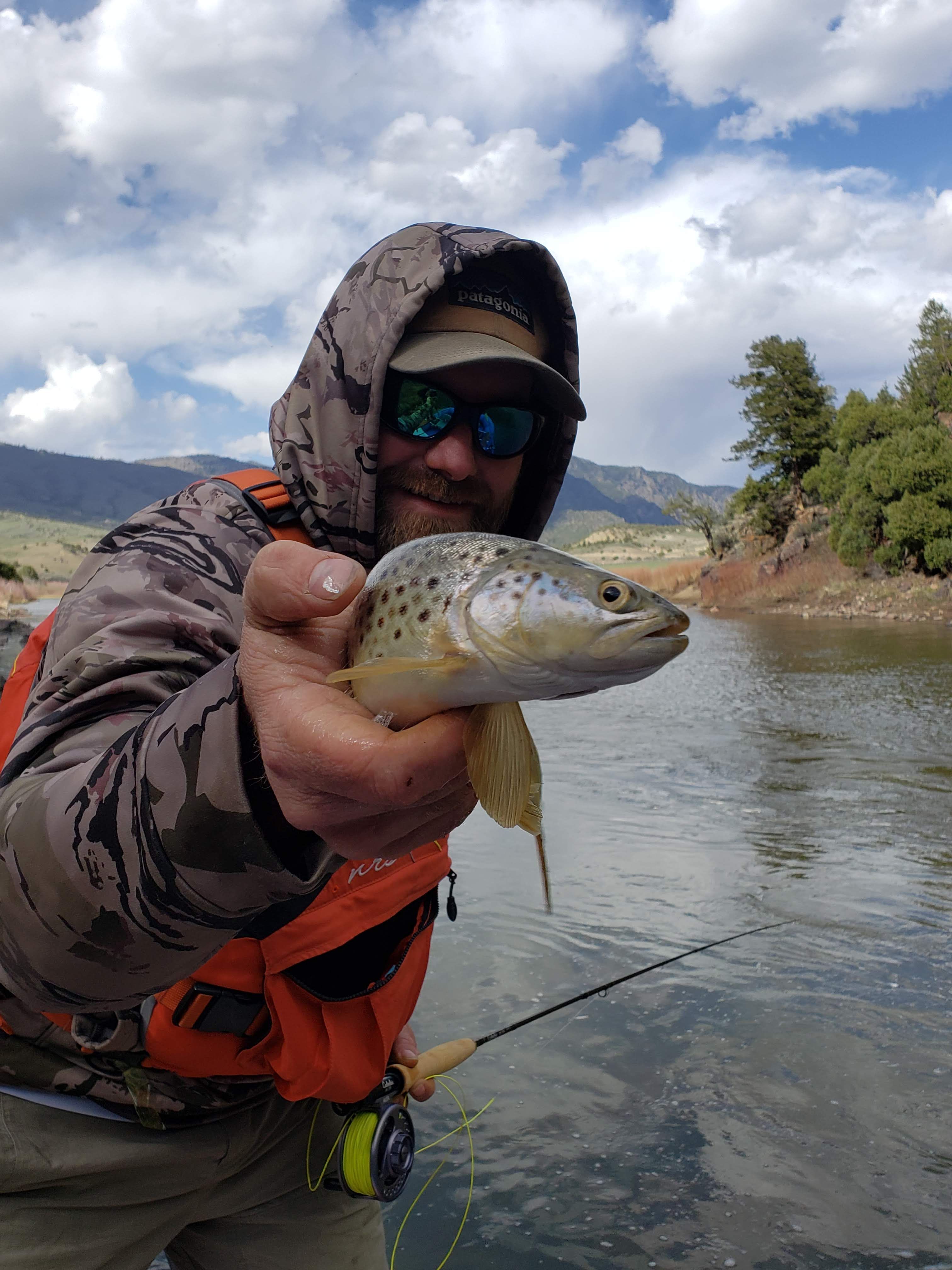 Colorado Brown Trout