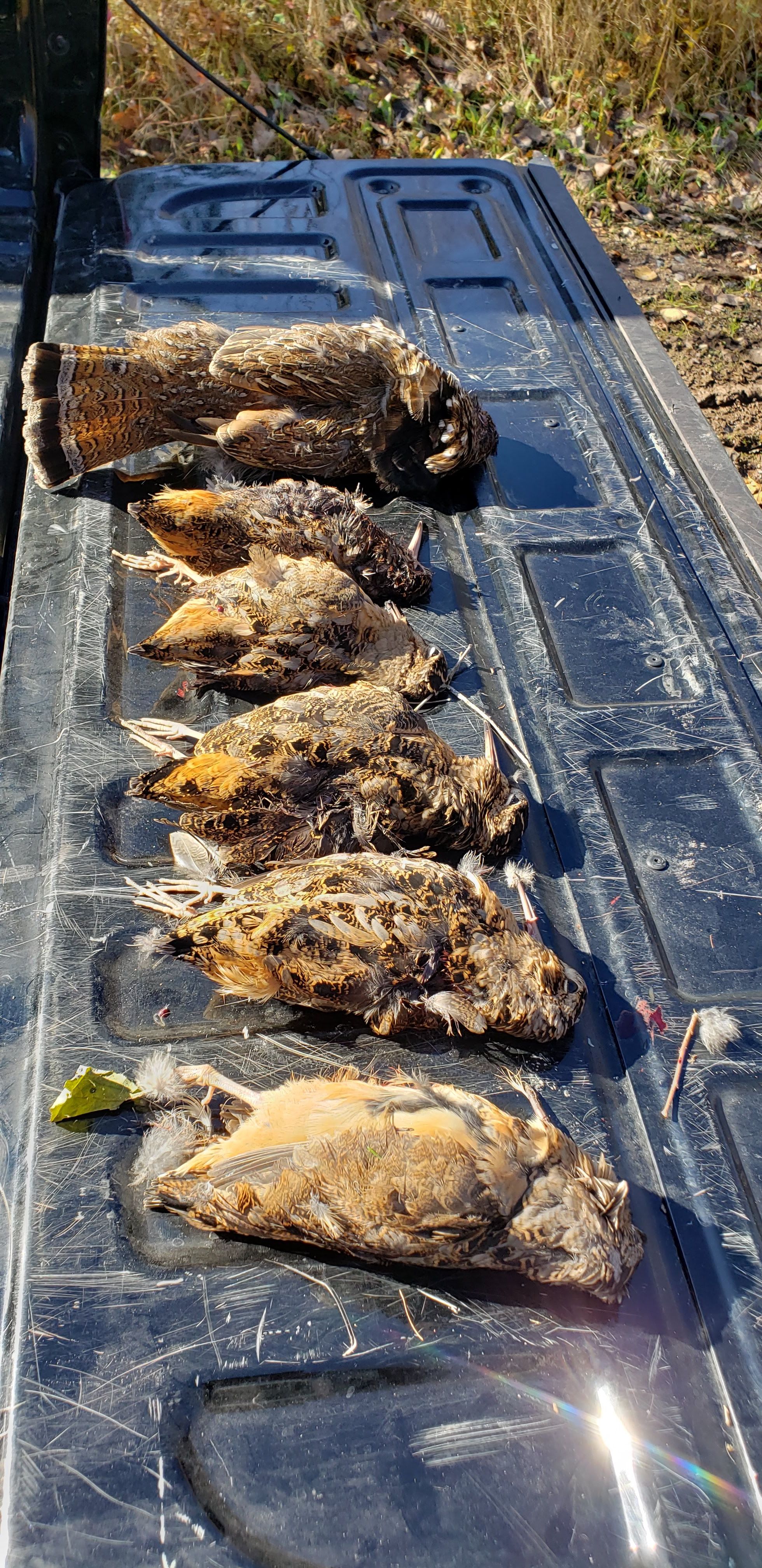 Mixed bag of Grouse and Woodcock