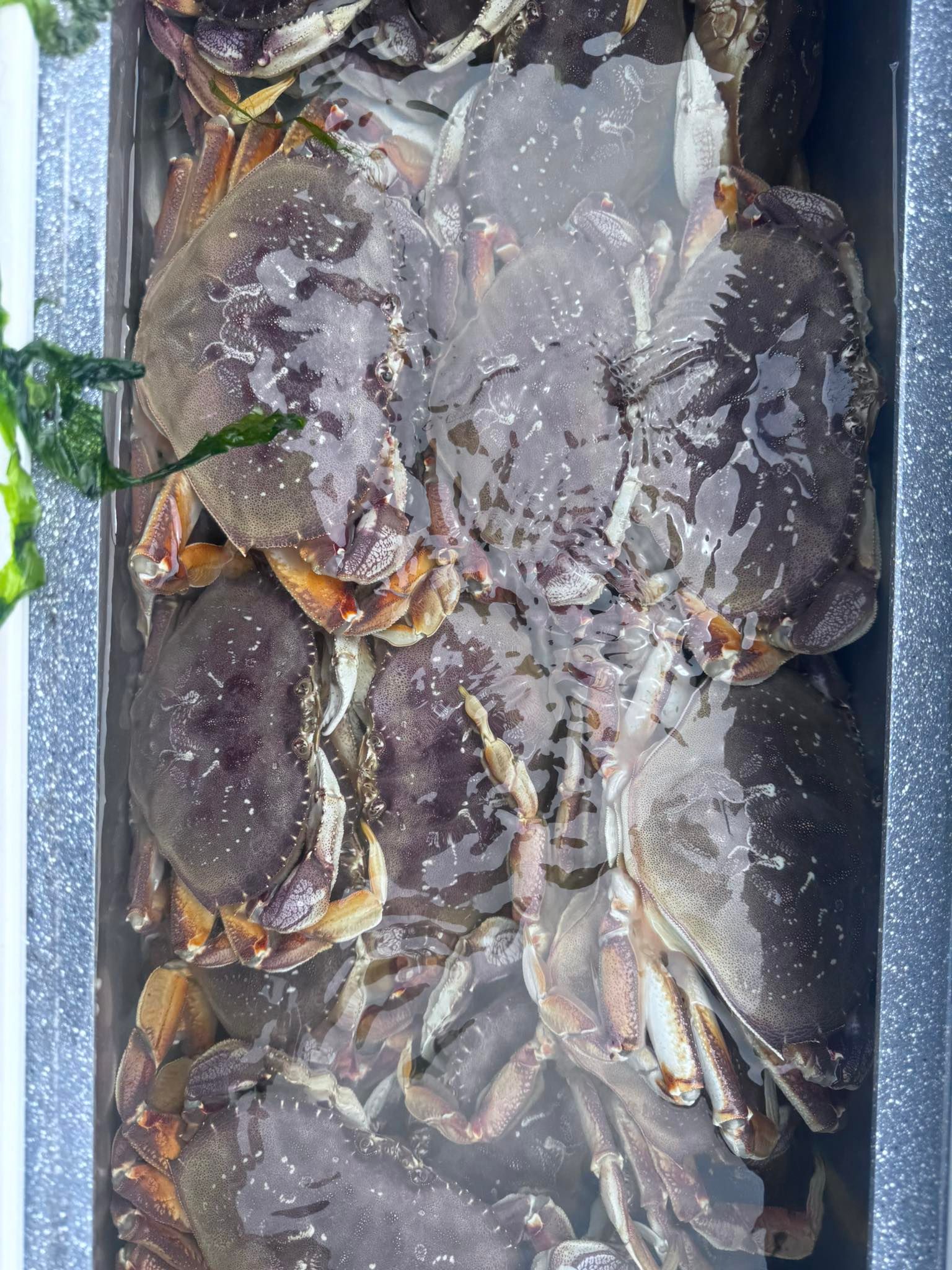 Charleston Crabbing Trips One More Guide Service