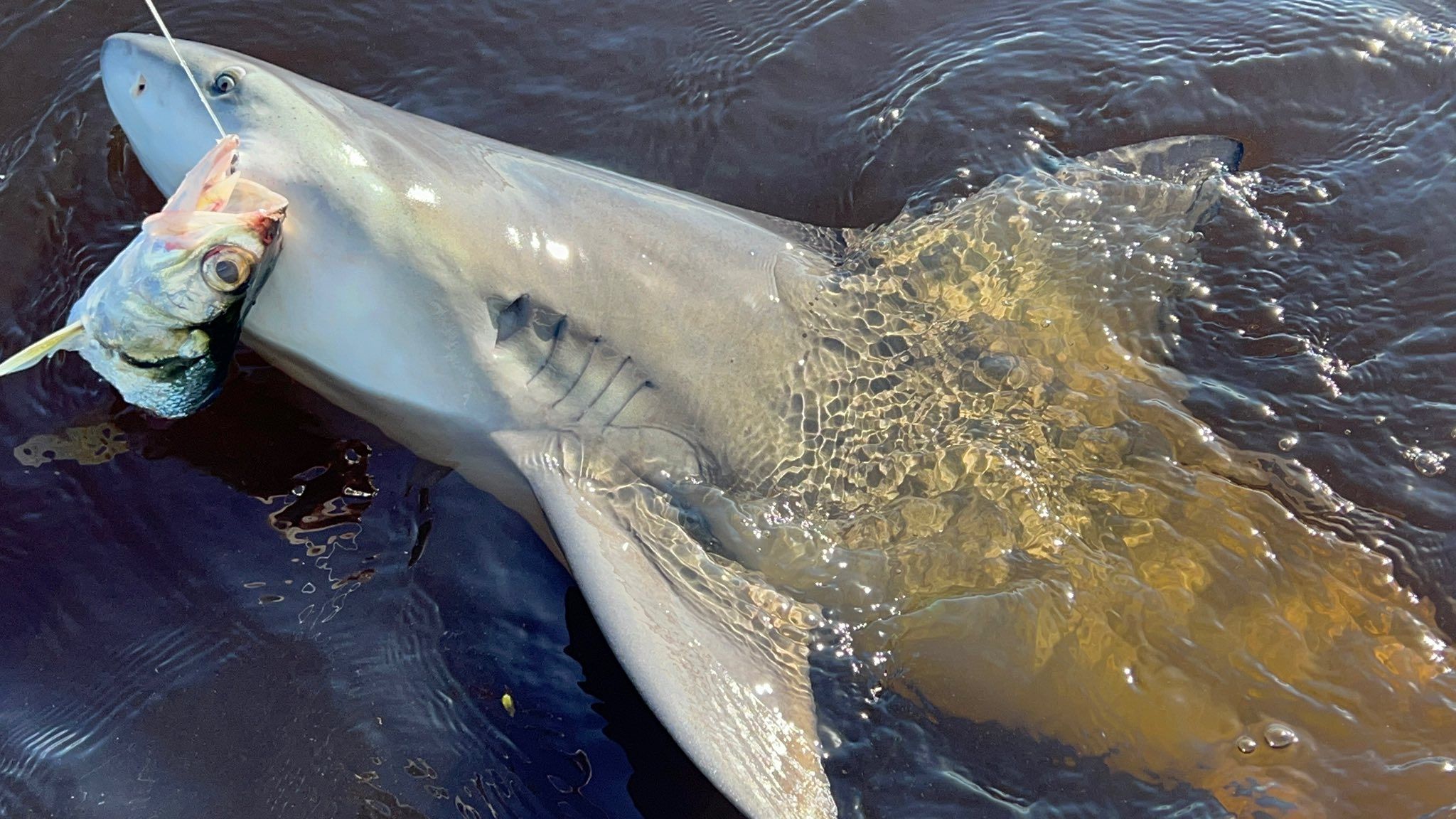 Kid-Friendly Shark Fishing in New Smyrna Beach