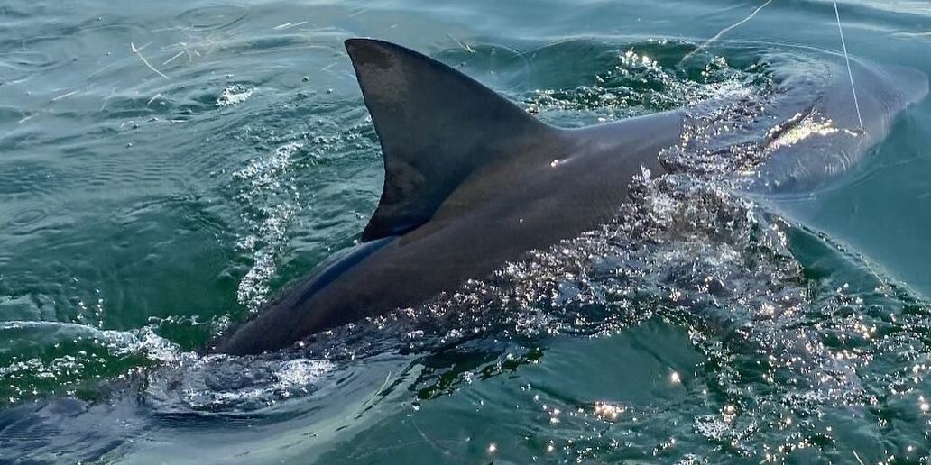 Manicsportfishing Ultimate Shark and Barracuda Fishing in the Florida Keys | 6 HR Private Excursion fishing Offshore